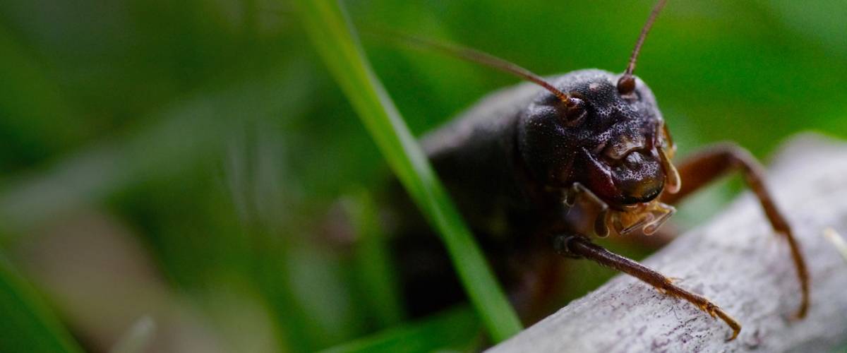 Study to Examine Effects of Noise Pollution on Crickets Morris Animal